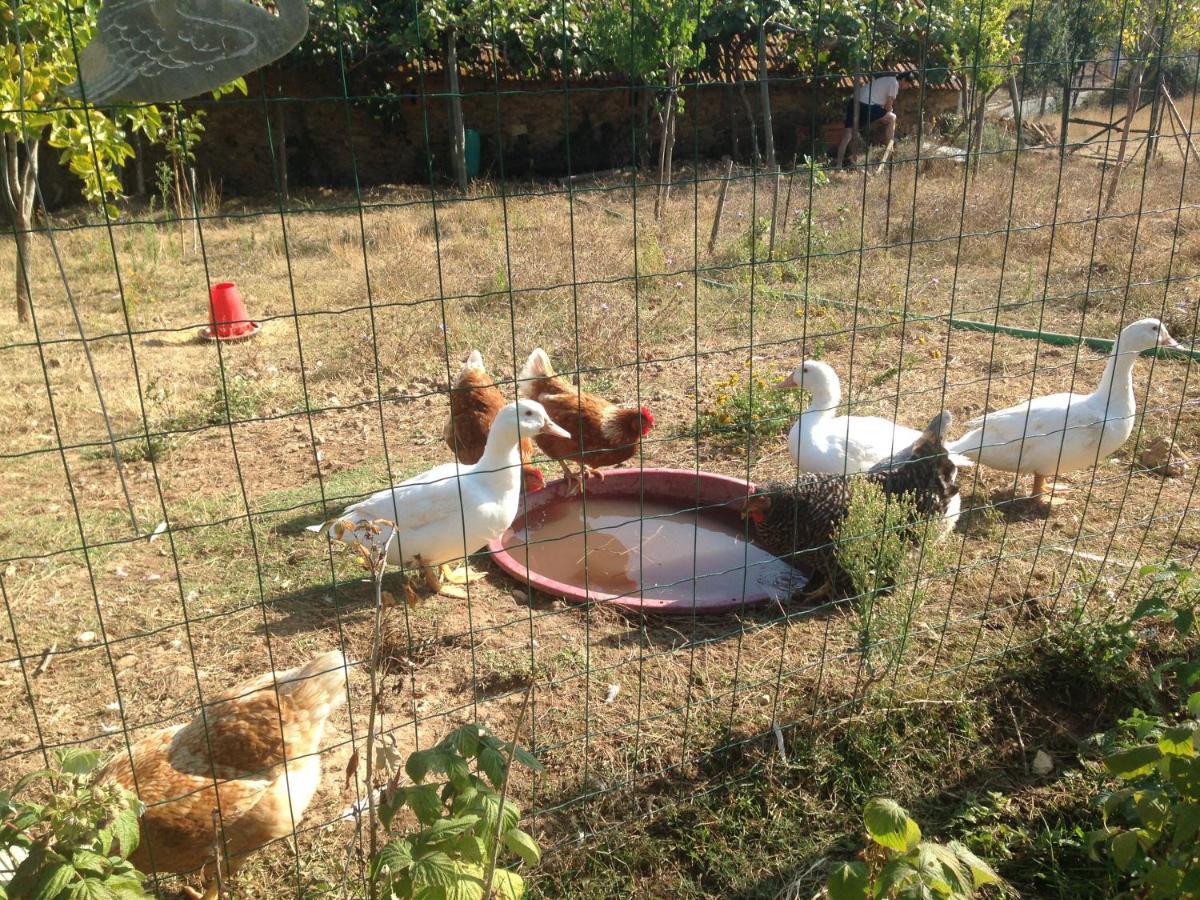 Nature Et Al House - Casa Para Uso Exclusivo E Jardim - Little Farm 巴塔拉 外观 照片