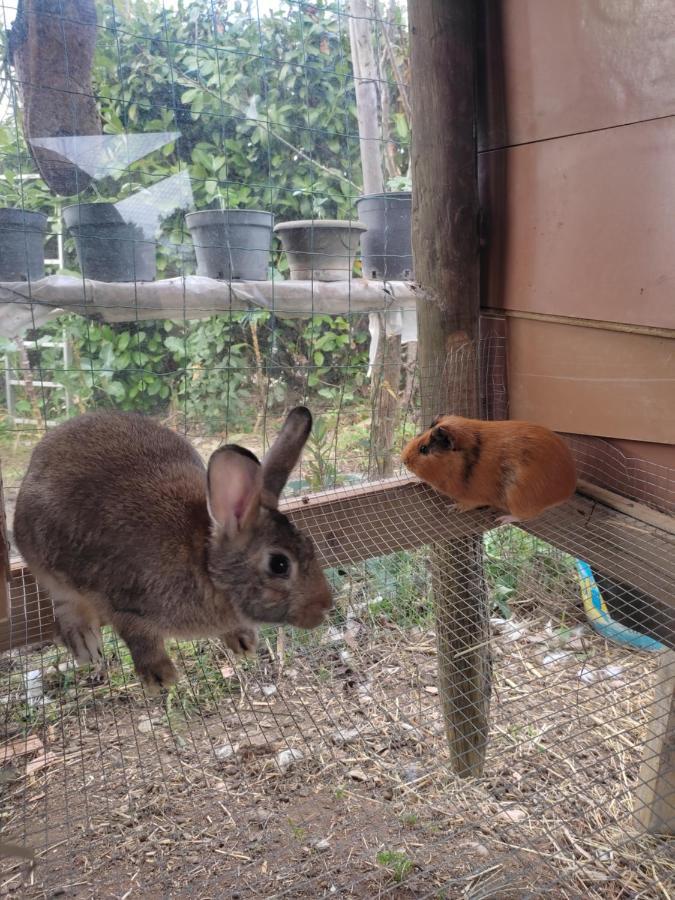 Nature Et Al House - Casa Para Uso Exclusivo E Jardim - Little Farm 巴塔拉 外观 照片