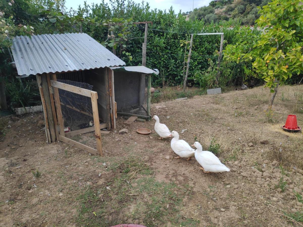 Nature Et Al House - Casa Para Uso Exclusivo E Jardim - Little Farm 巴塔拉 外观 照片